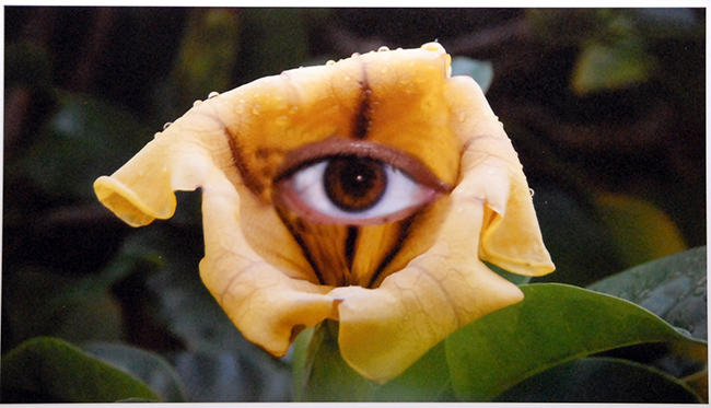 Large brown eye on the inside of a yellow flower
